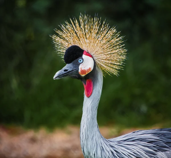 Krönt kranen — Stockfoto