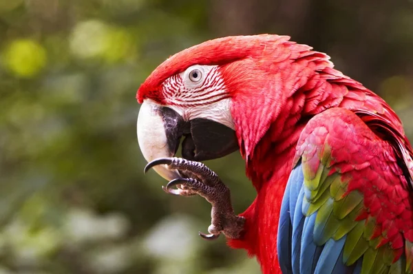 Zelený okřídlený papoušek — Stock fotografie