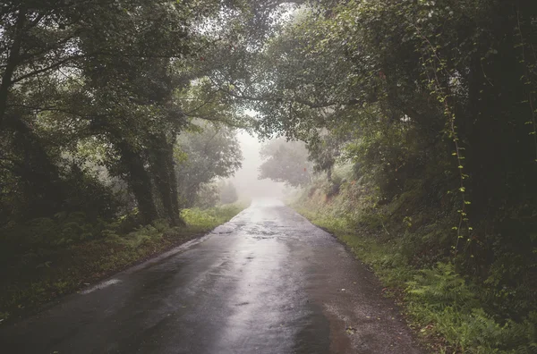 Lantlig väg på en dimmig dag. — Stockfoto