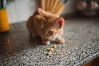 Turuncu tabby yavru kedi yemek