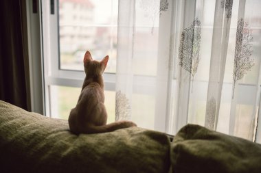 Kanepede oturan ve pencereden dışarı bakarak küçük yavru kedi