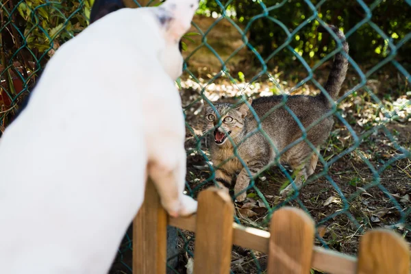 Katt väsande mot en fransk bulldog — Stockfoto