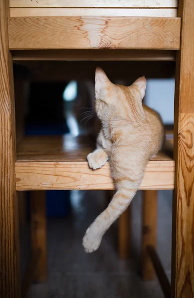 Gatinho laranja em uma cadeira da cozinha — Fotografia de Stock