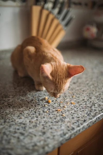 Orange tabby kattunge äta — Stockfoto