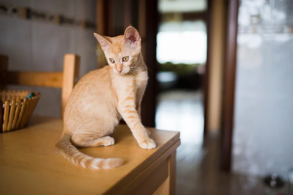 Orange tabby kattunge på bordet i köket — Stockfoto