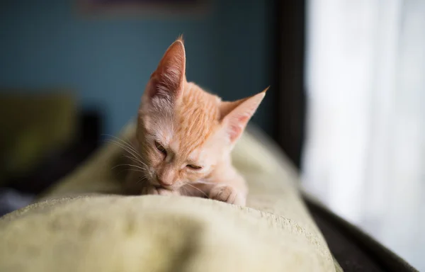 Pequeño gatito lamiendo — Foto de Stock