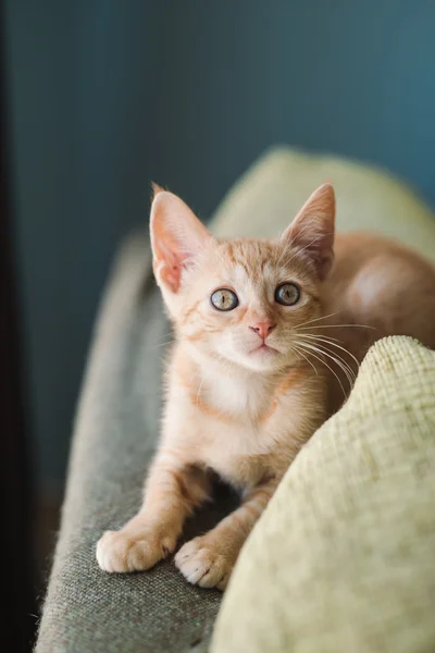 Liten orange katt på en soffa — Stockfoto