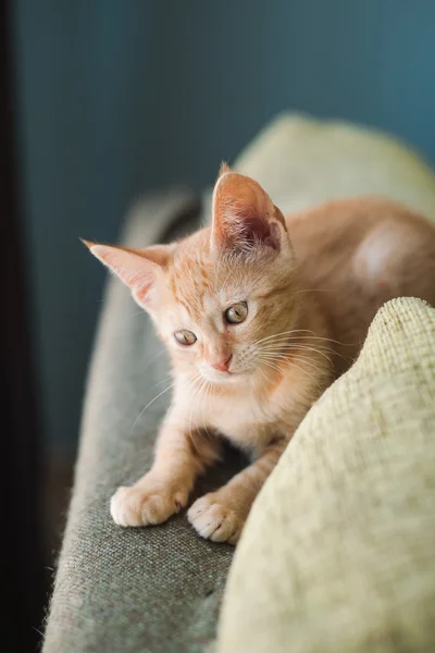 Pequeño gato naranja en la parte superior de un sofá — Foto de Stock