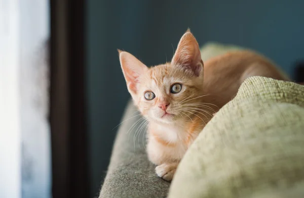 Liten orange katt på en soffa Stockbild