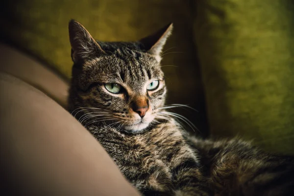 Таббі кішка портрет — стокове фото