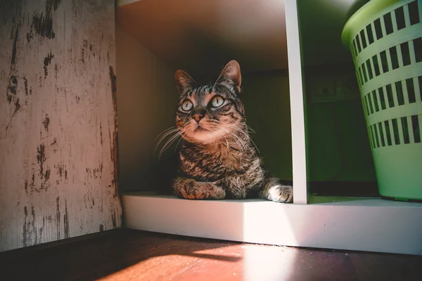 Портрет кішки таббі вдома — стокове фото