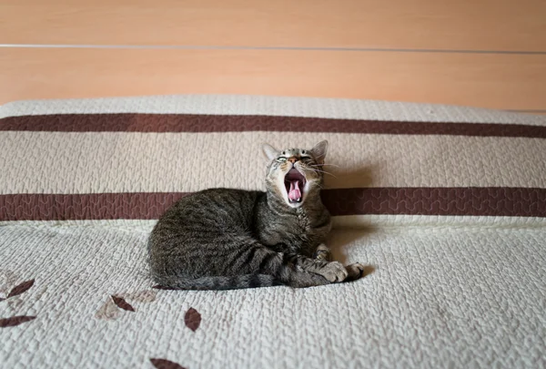 Tabby gatto sbadiglia su un letto — Foto Stock