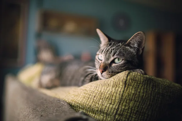 Gatto da tavolo sulla cima di un divano — Foto Stock