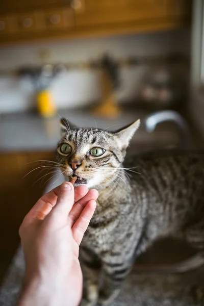 Tabby gato comendo fora da mão de seu proprietário — Fotografia de Stock