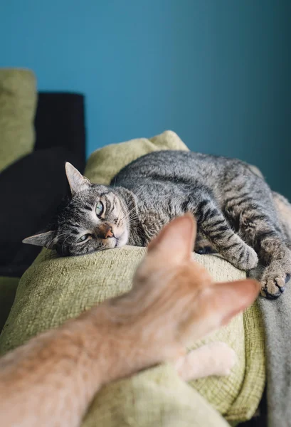 Two cats on the top of a couch — Stock Photo, Image