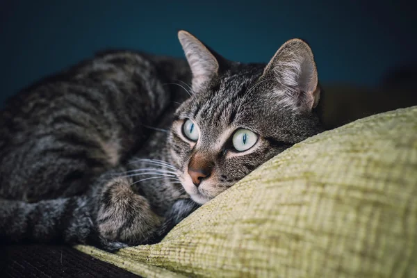 Gato acostado en la parte superior de un sofá — Foto de Stock