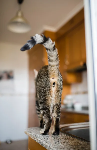 Neutered mansperson katt sett bakifrån — Stockfoto