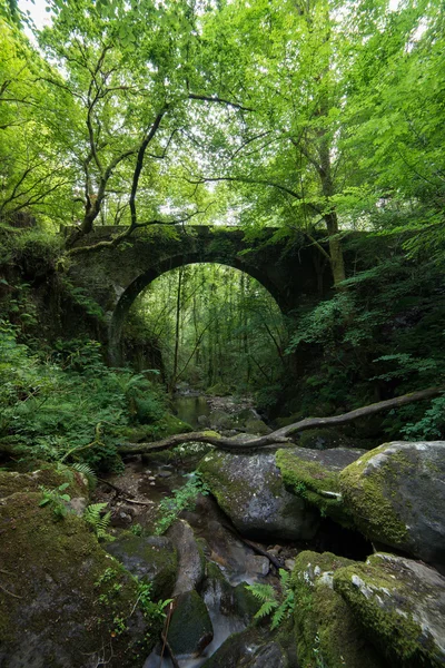 Old stone bridge hidden in the forest. — Stock Photo, Image