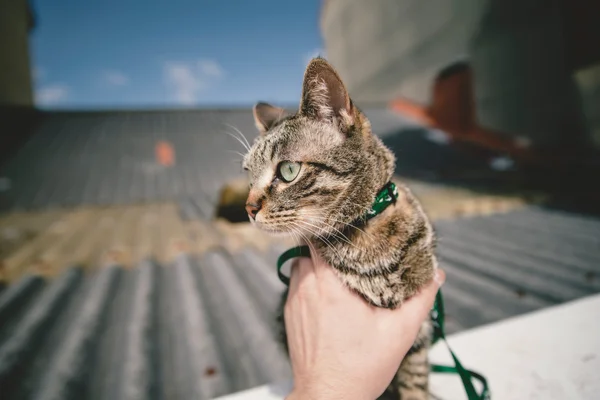 Tabby gato ao ar livre . Fotos De Bancos De Imagens Sem Royalties
