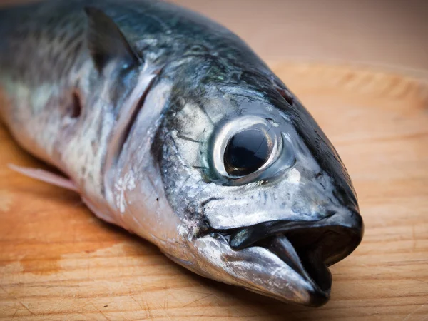 Detalhe cabeça de peixe — Fotografia de Stock