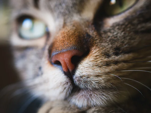 Näsa katt detalj — Stockfoto