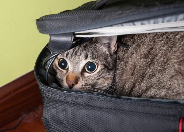 komik kedi portresi