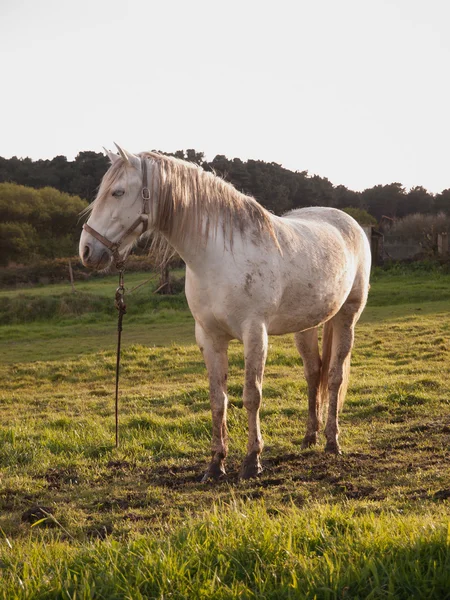 Gewone wit paard — Stockfoto