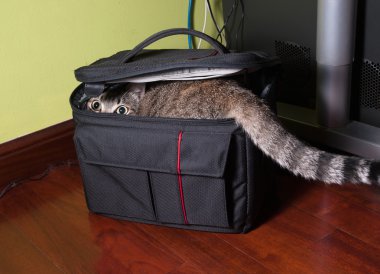Siyah bir çanta içinde kedi