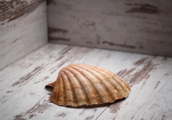 Guscio di capesante su sfondo di legno — Foto Stock