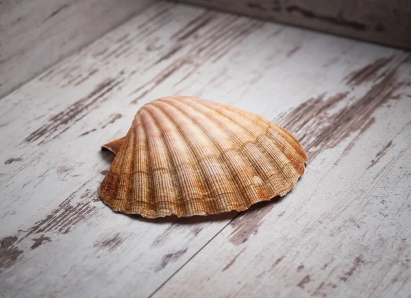 Shell vieira no fundo de madeira — Fotografia de Stock