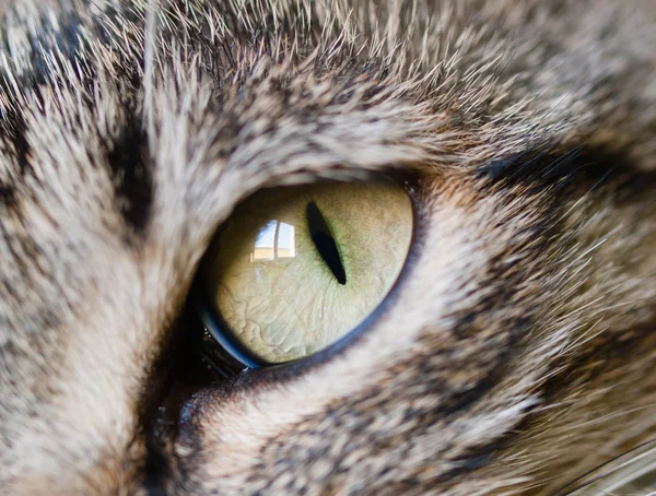 Oko kota detal — Zdjęcie stockowe