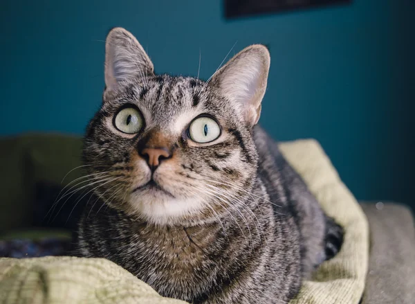 Gato en casa — Foto de Stock