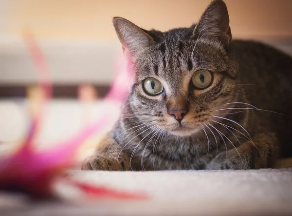Cat stalking his feather toy — Stock Photo, Image