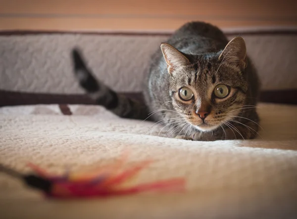 Gato acechando su pluma juguete — Foto de Stock