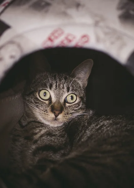 Gato dentro de su madriguera en casa — Foto de Stock