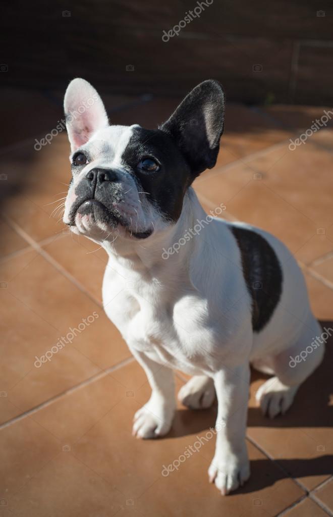 Bulldog Francese Femmina Foto Stock Ramonespelt1 71262505