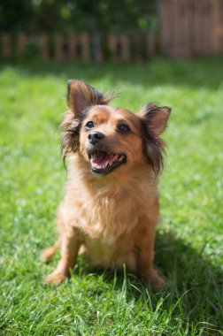 Küçük köpek çim üzerinde olacak