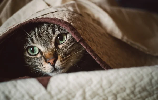 Tekir kedi bir battaniyenin altında gizleme 