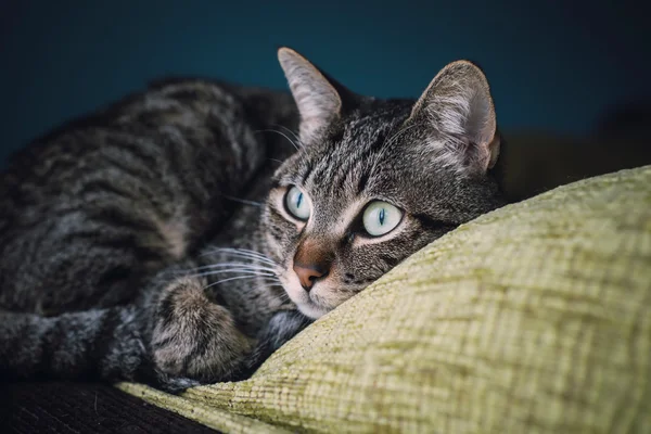 Chat couché sur le haut d'un canapé — Photo