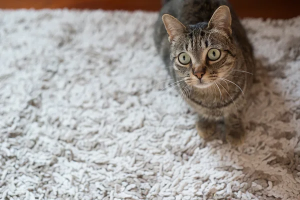 Cat looking up at home — Stock Photo, Image