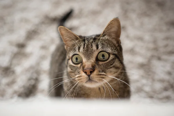 Porträtt av en tabby katt woth roliga uttryck — Stockfoto