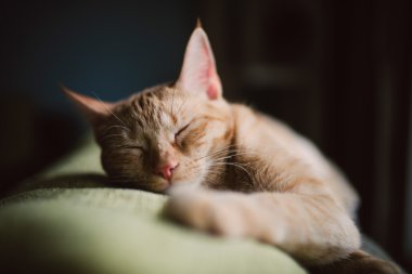 Evde bir kanepede uyumak turuncu tekir kedi
