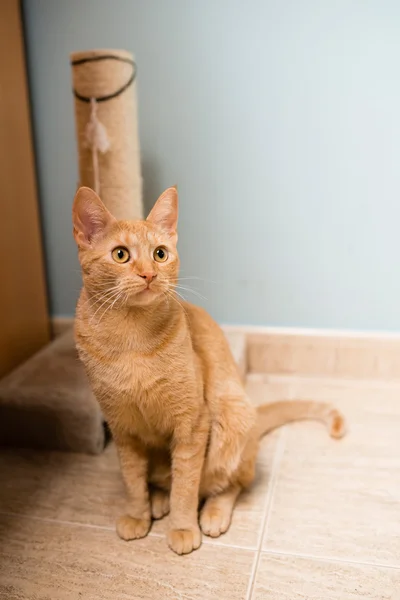 Porträt einer orangen Katze — Stockfoto