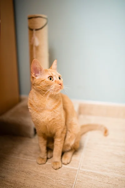 Orange katt porträtt — Stockfoto