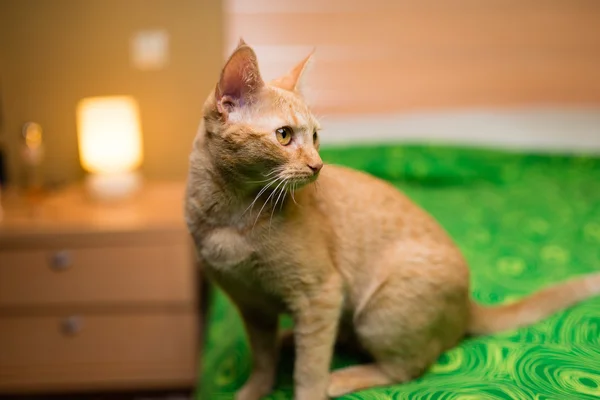 Gestromtes orangefarbenes Kätzchen auf dem heimischen Bett — Stockfoto