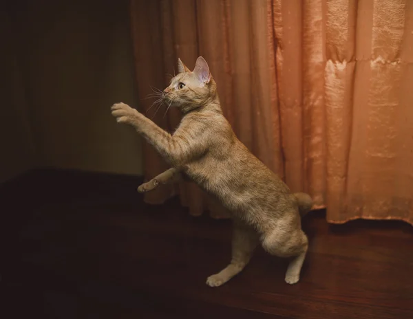 Arancione tabby gatto sdraiato — Foto Stock