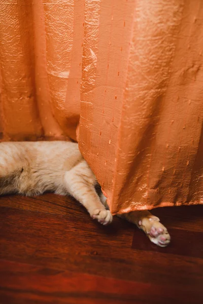 Cat hiding behind a curtain — Stock Photo, Image