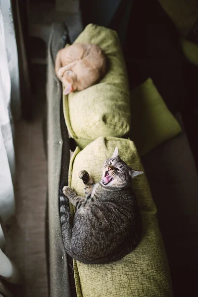 Δύο γάτες πορτρέτο — Φωτογραφία Αρχείου