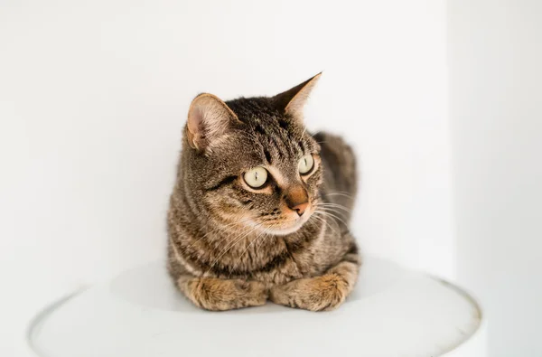 Tabby cat portrait — Stock Photo, Image