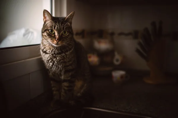 Tabby gato sentado perto da janela — Fotografia de Stock